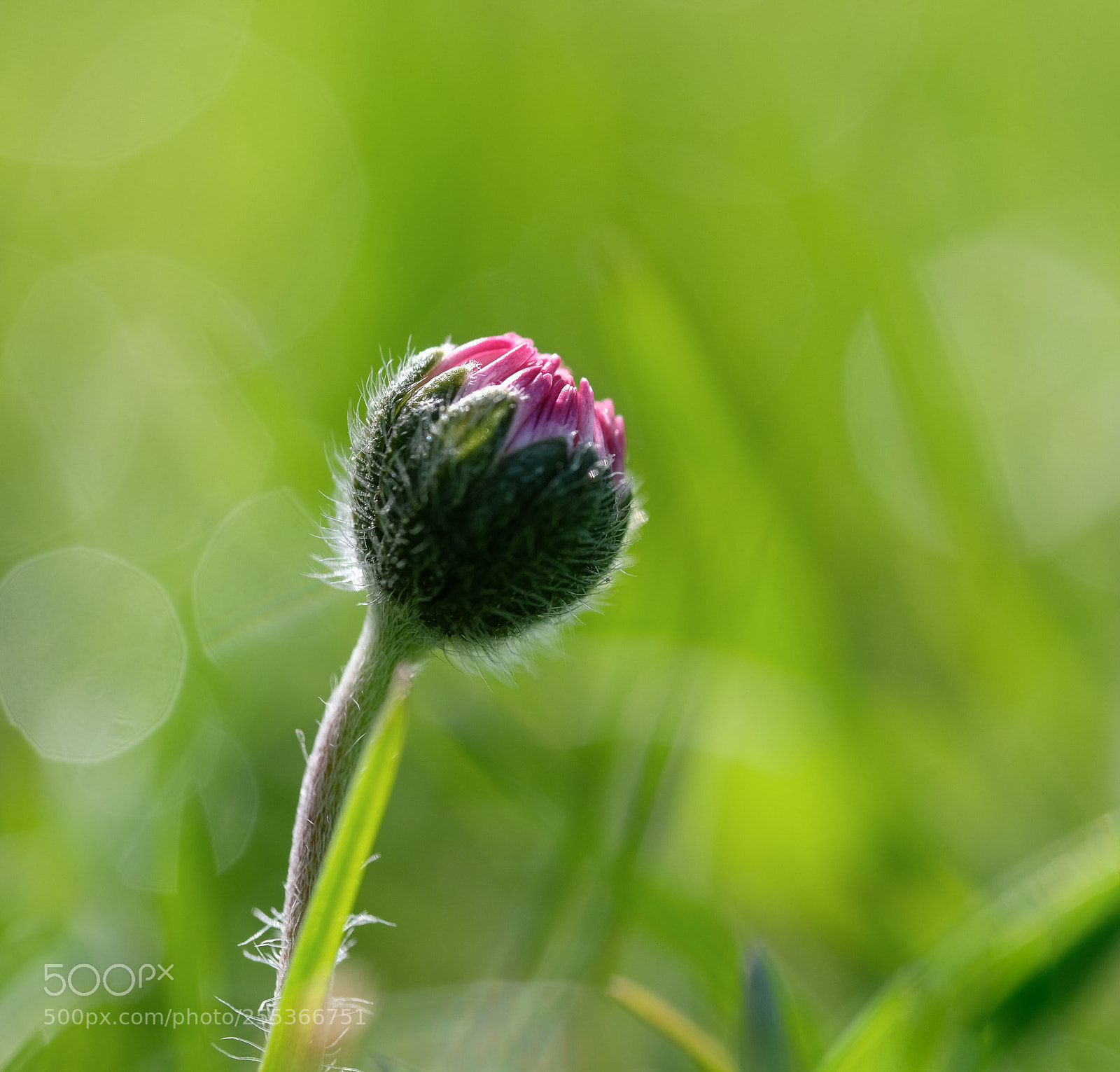 Fujifilm X-T2 sample photo. Spring flowers photography