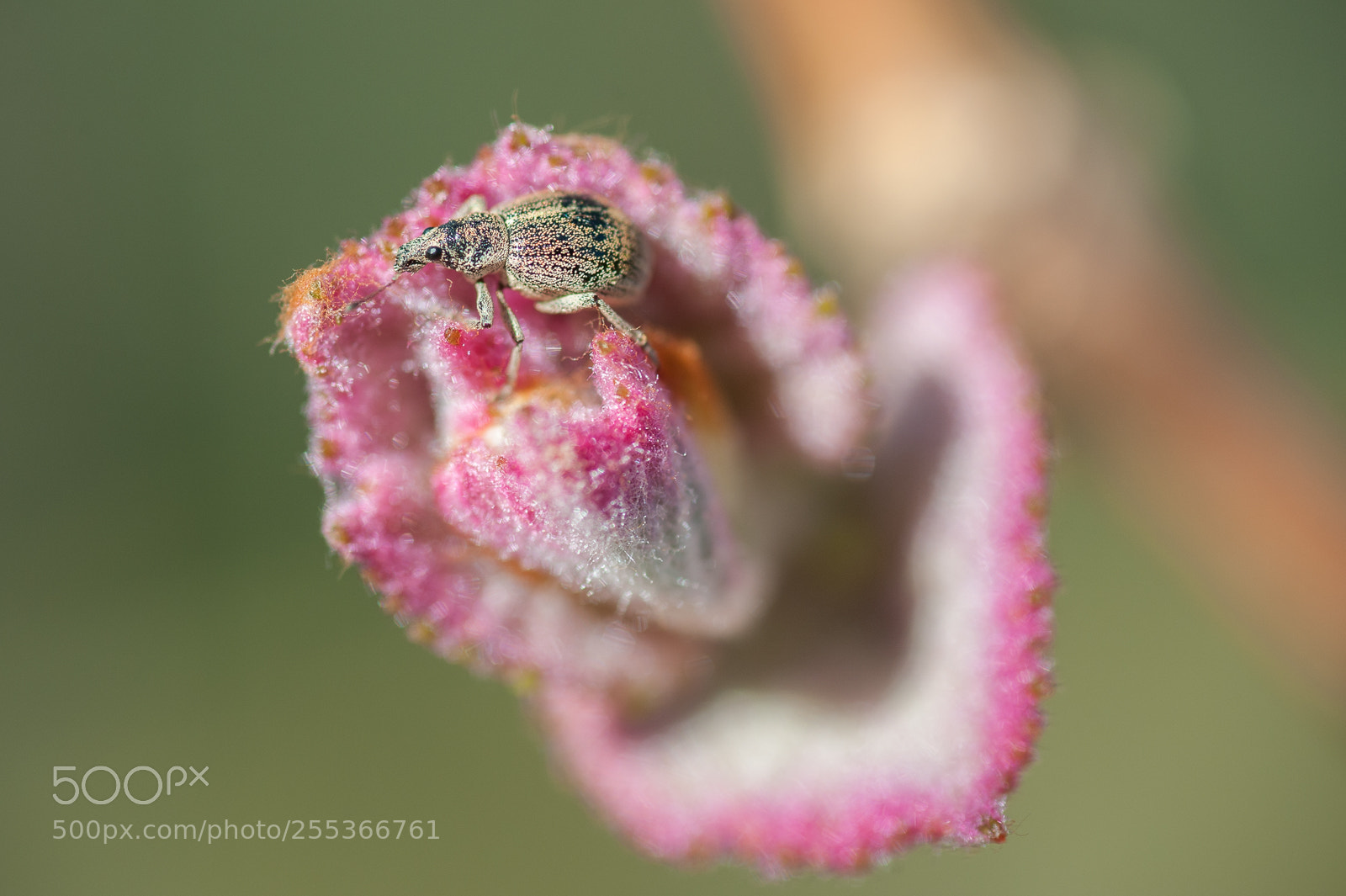 Nikon D700 sample photo. The inhabitant photography