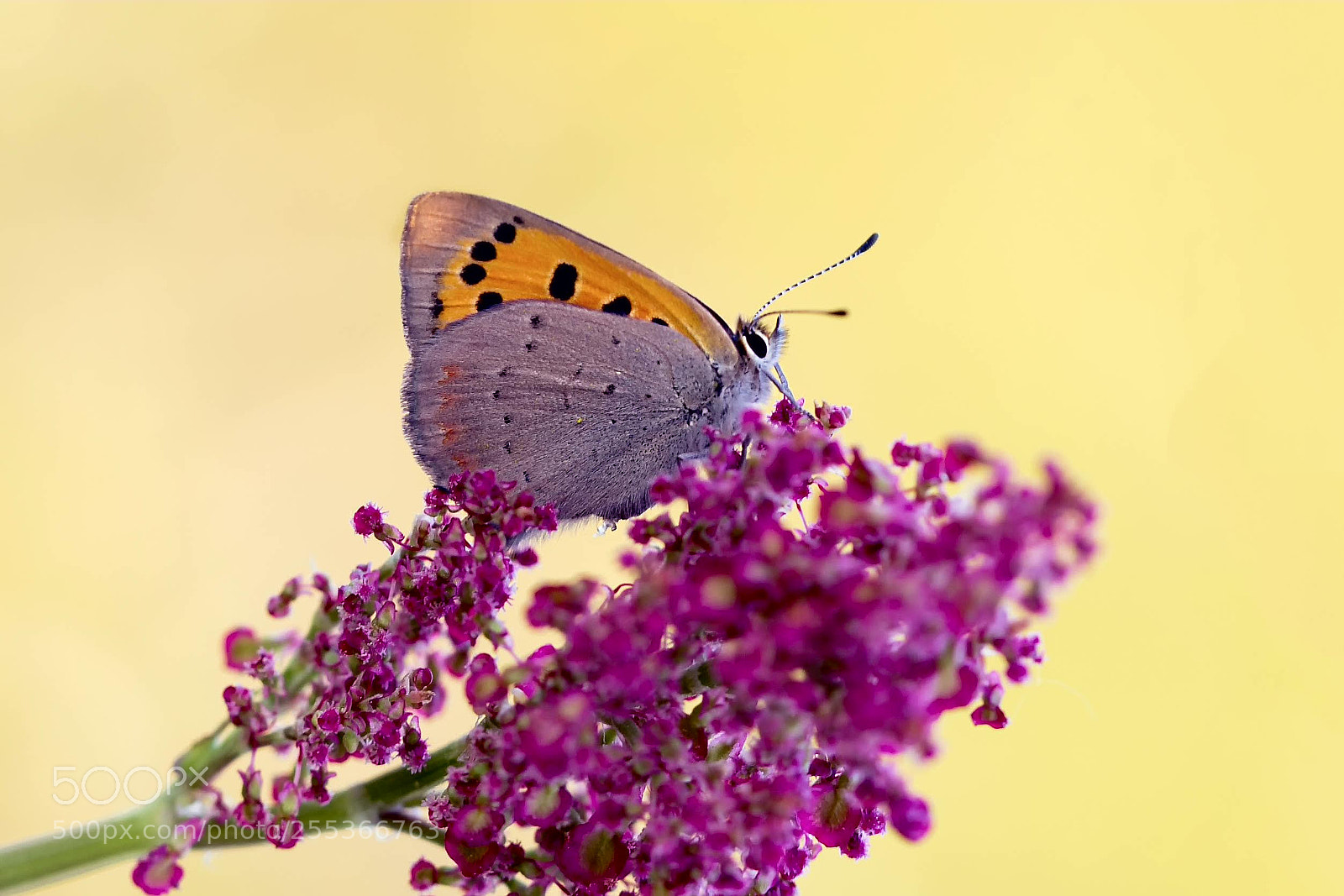 Nikon D610 sample photo. Butterfly photography