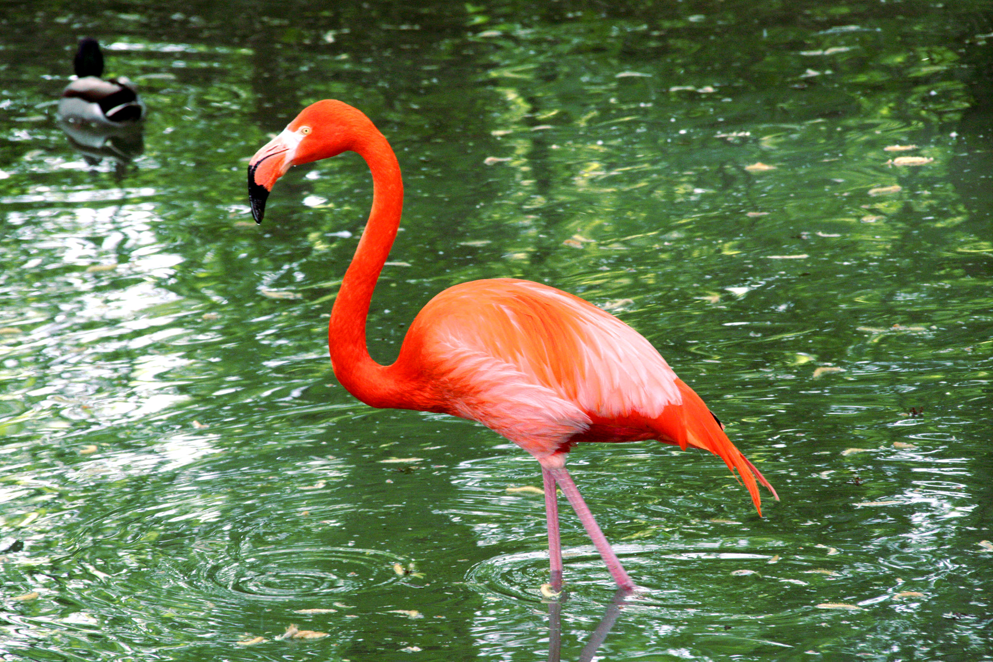 Sigma 18-200mm f/3.5-6.3 DC OS sample photo. Flamingo photography