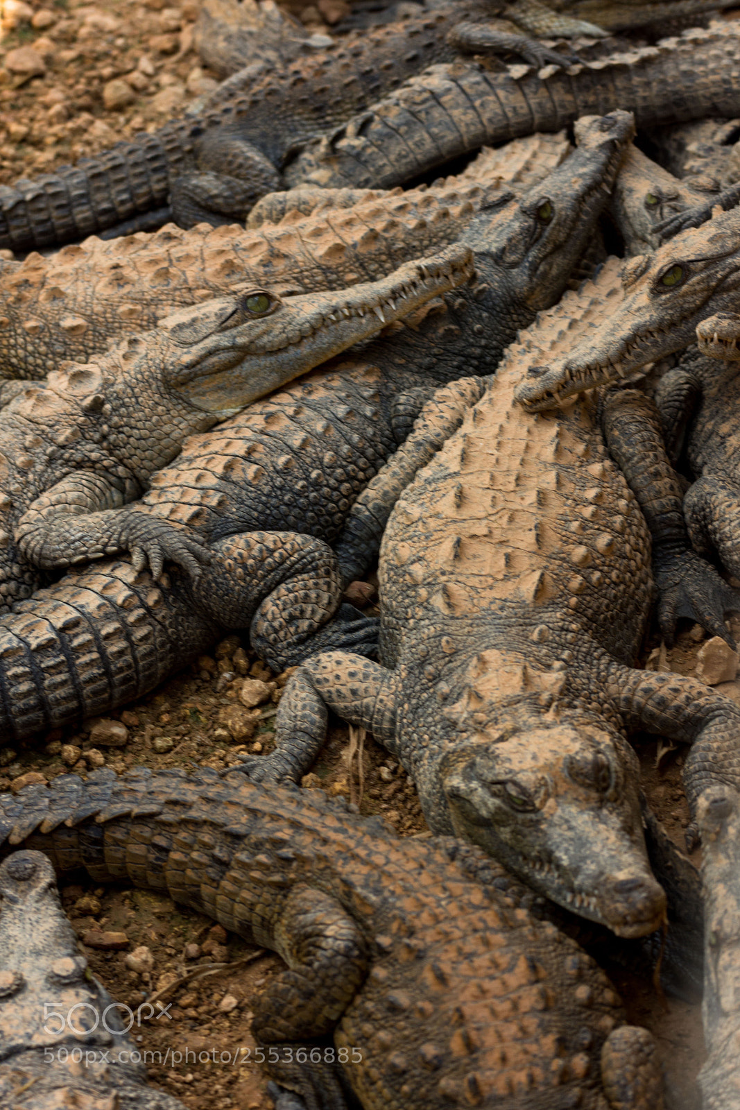 Nikon D7200 sample photo. Little  crocodiles  photography