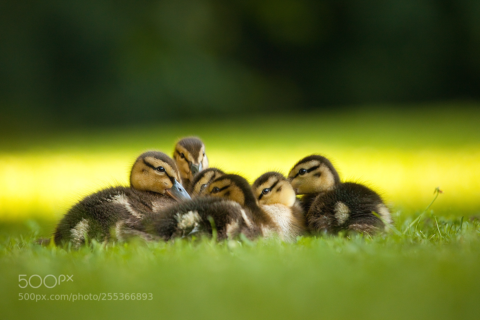 Canon EOS 5D Mark II sample photo. Ducks photography