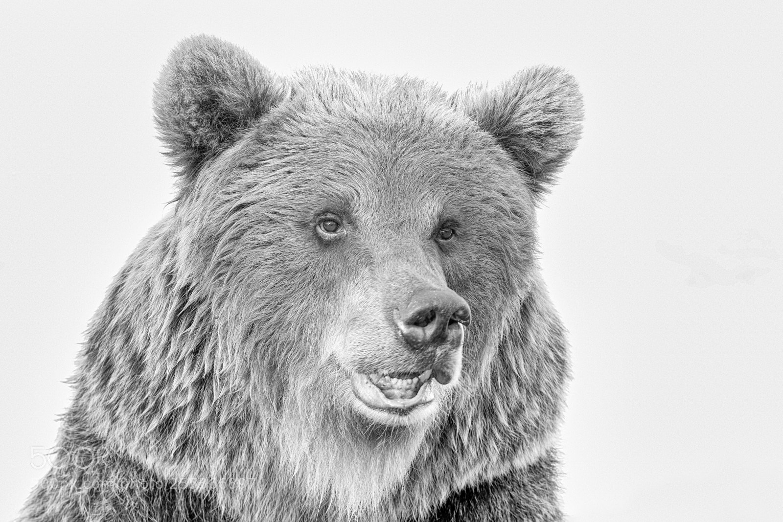 Canon EOS 6D sample photo. Kodiak brown bear photography