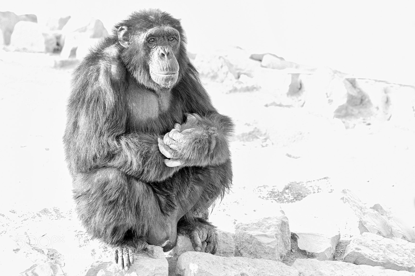 Canon EOS 6D sample photo. Chimpanzee photography