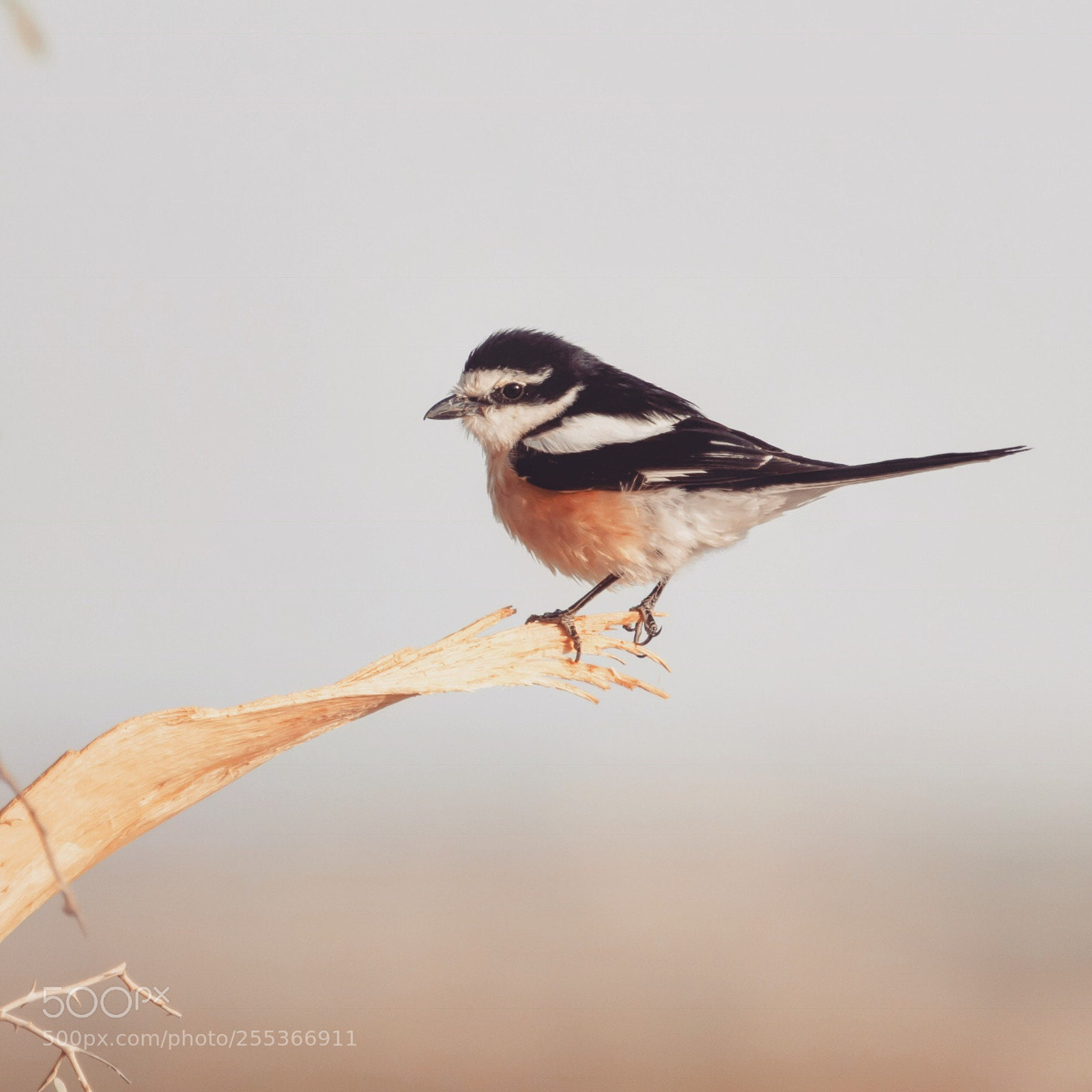 Canon EOS 7D Mark II sample photo. Masked shrike photography