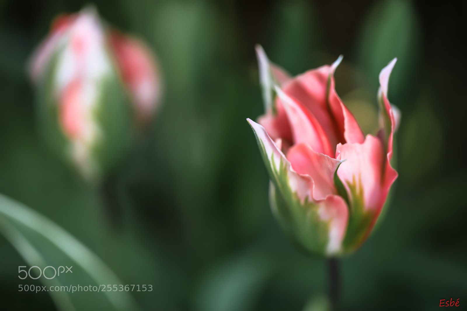 Canon EOS 5D Mark II sample photo. Garden session photography