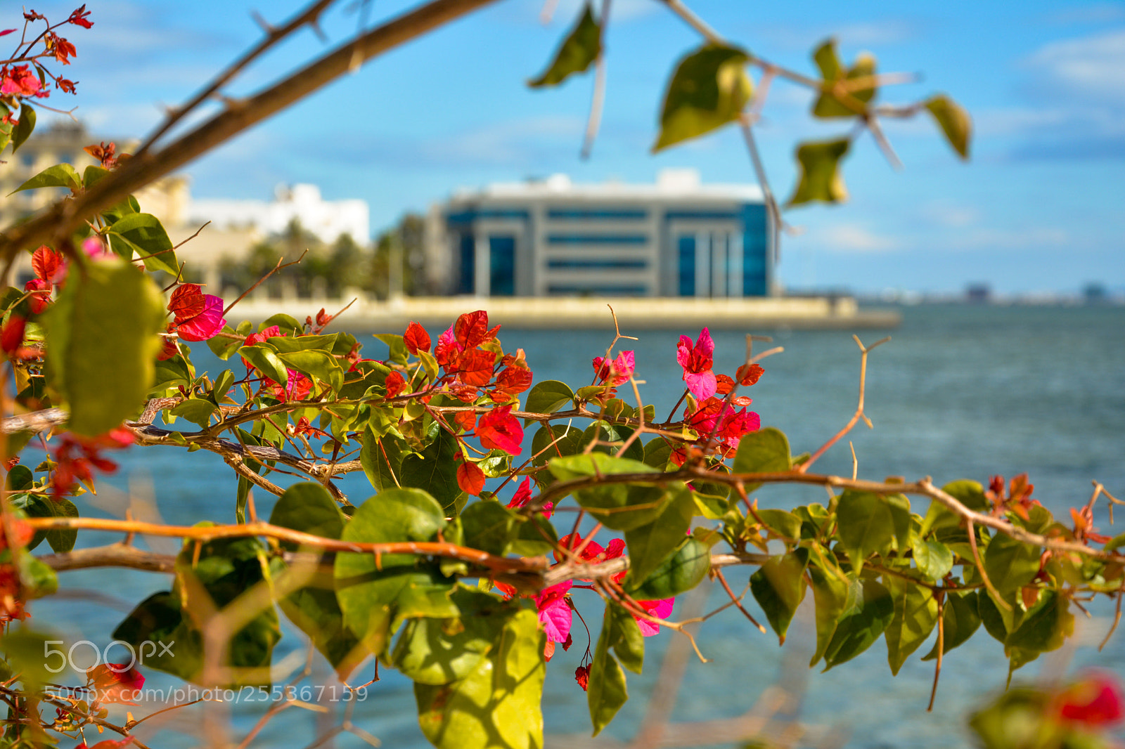 Nikon D5200 sample photo. Dsc photography