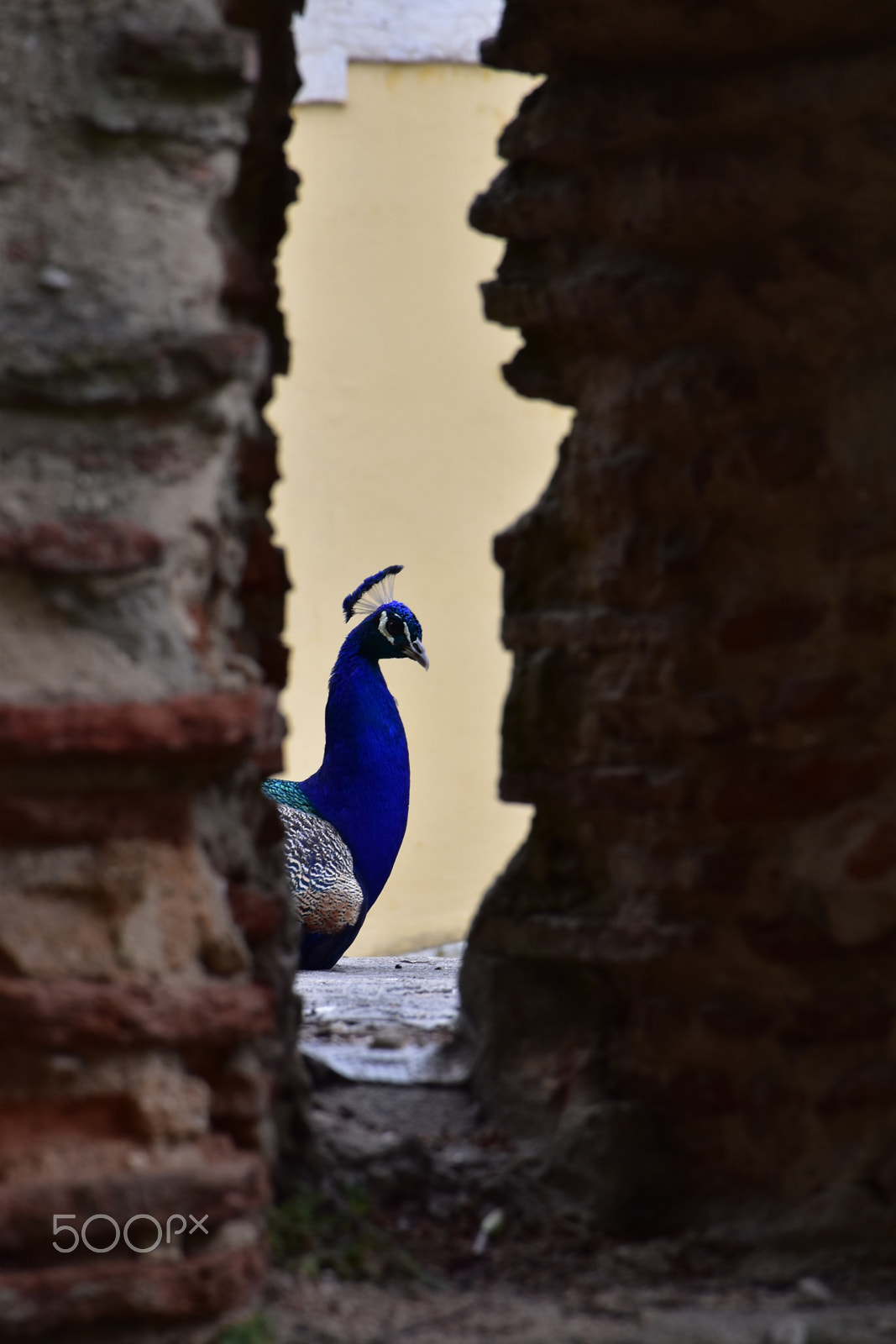 Nikon D5500 sample photo. Peacock through the wall photography