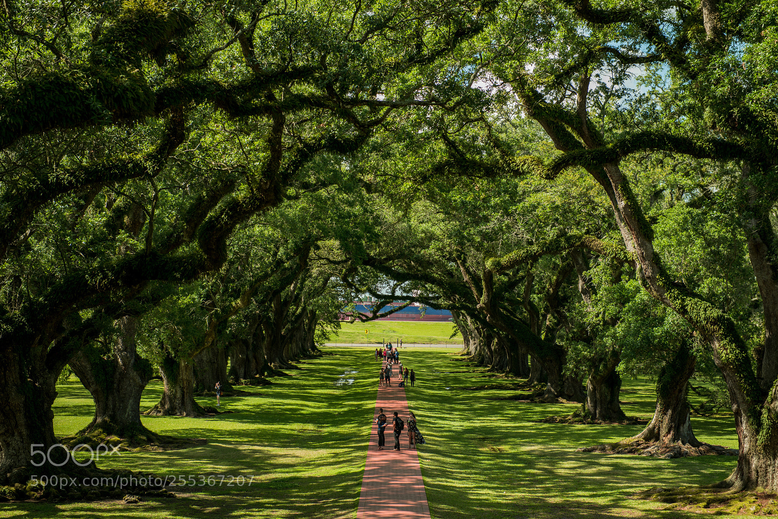 Nikon D800 sample photo. Oak alley plantation photography