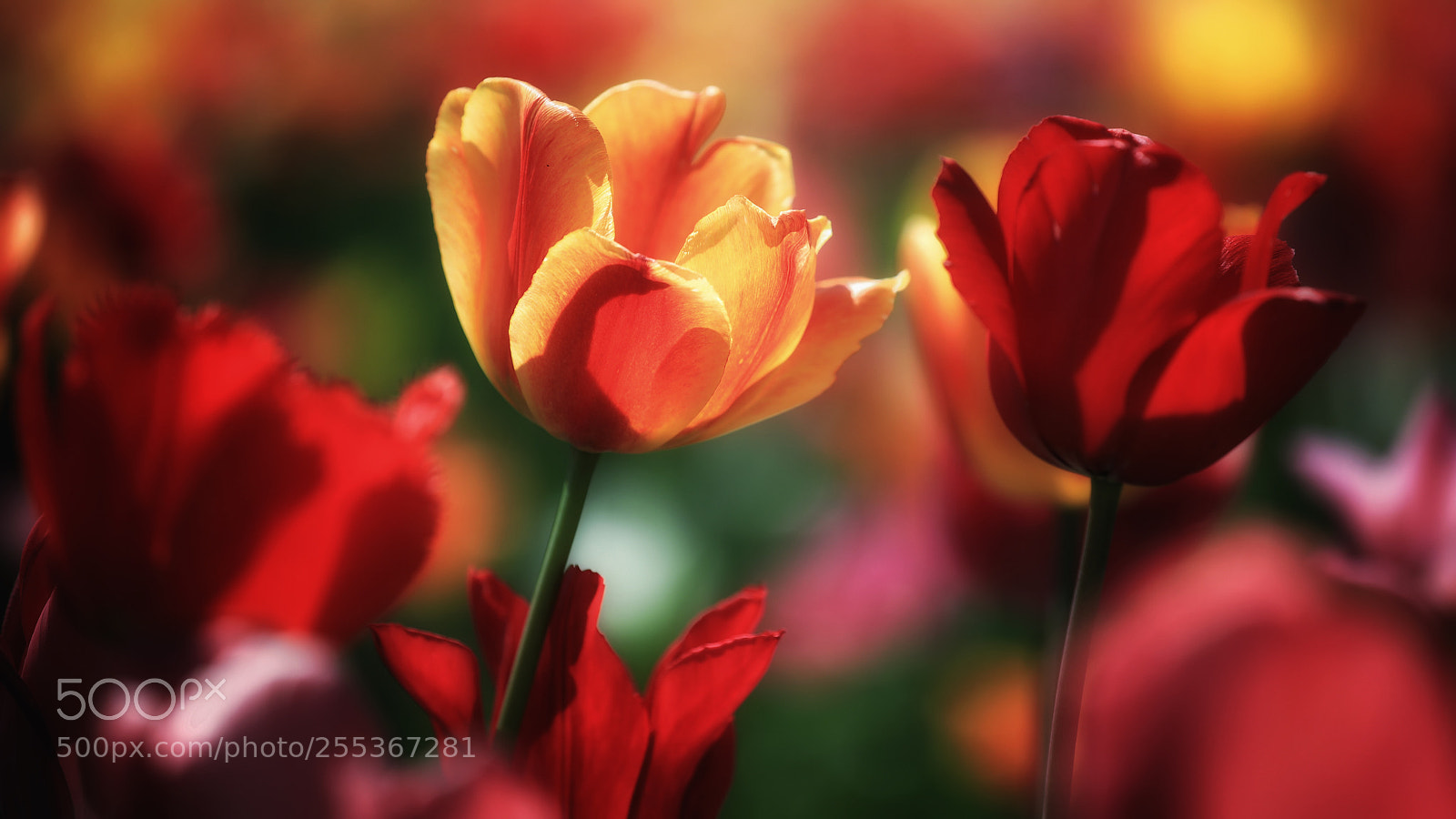 Canon EOS 5D Mark IV sample photo. Tulips photography