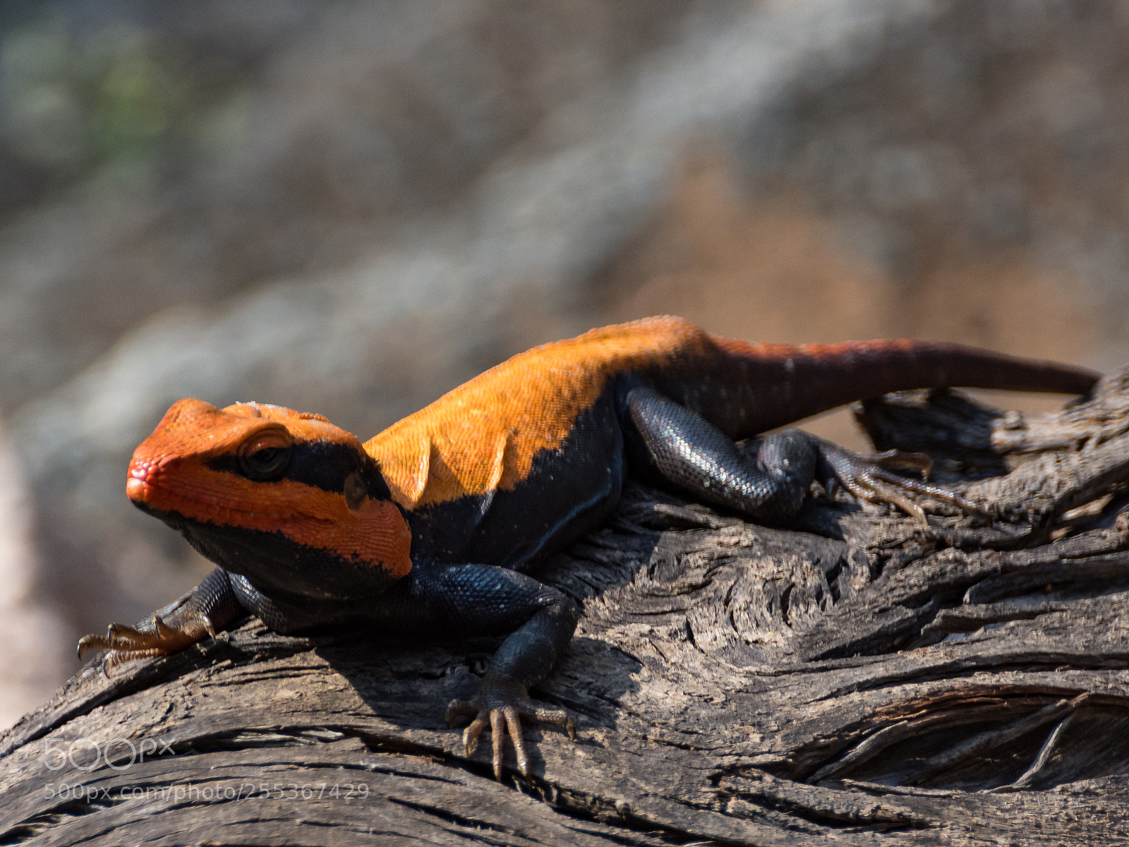 Nikon D7200 sample photo. Sunbathing lizard photography