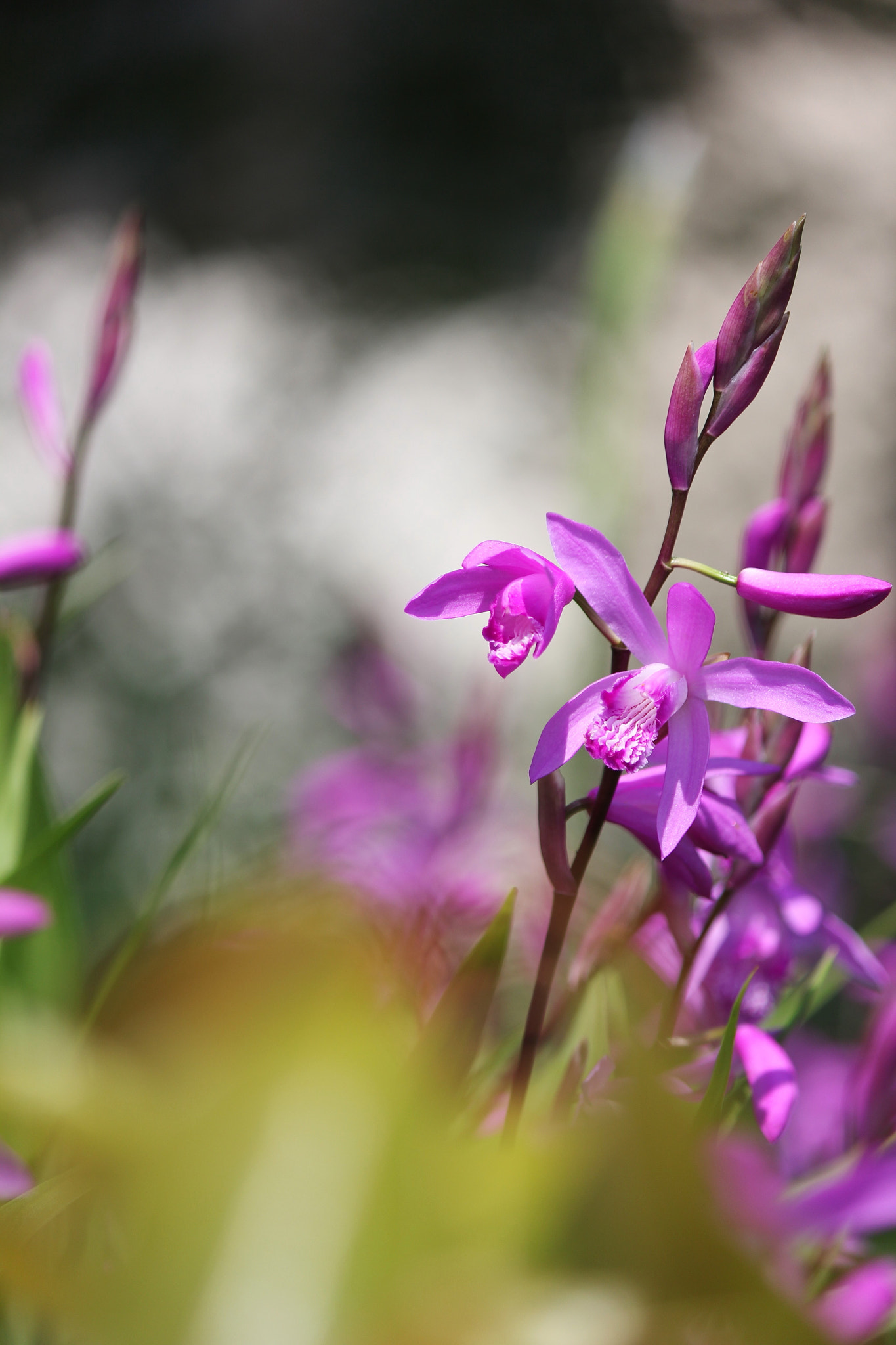 Canon EF-S 55-250mm F4-5.6 IS II sample photo. Sunlight of the early summer photography