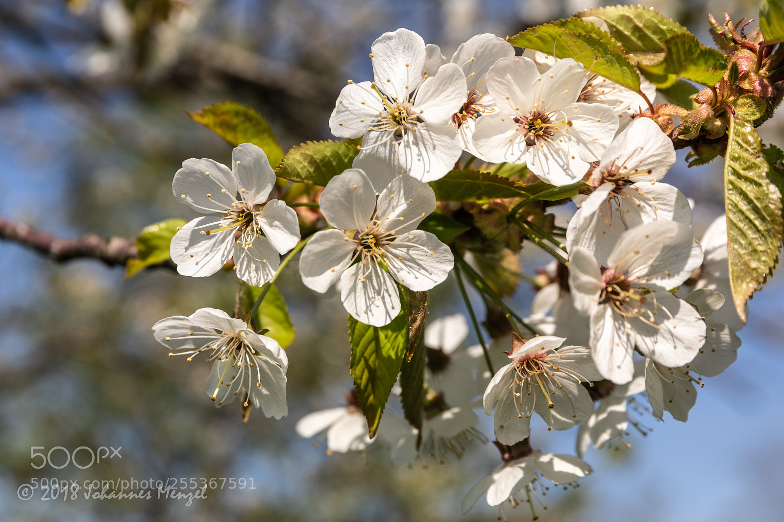 Canon EOS 5D Mark IV sample photo. Spring flowers photography