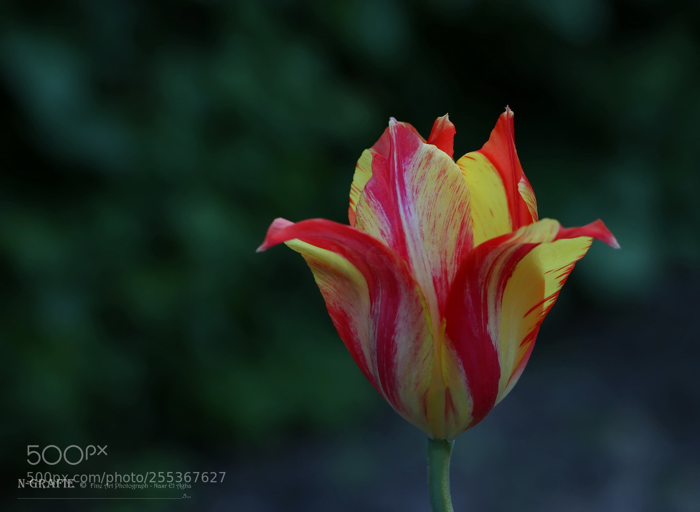 Canon EOS 80D sample photo. Tulip flower photography