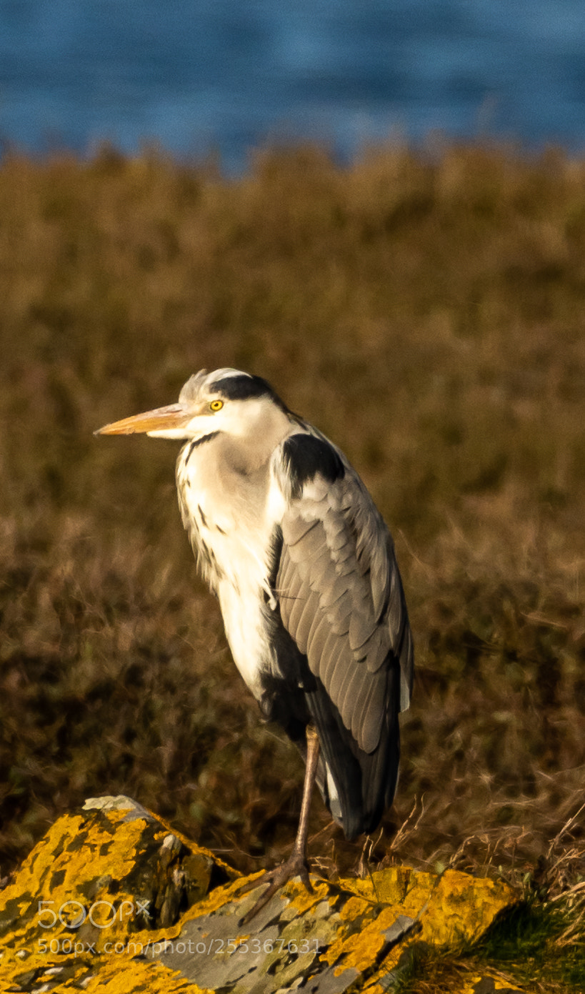 Nikon D7200 sample photo. One legged grey heron photography