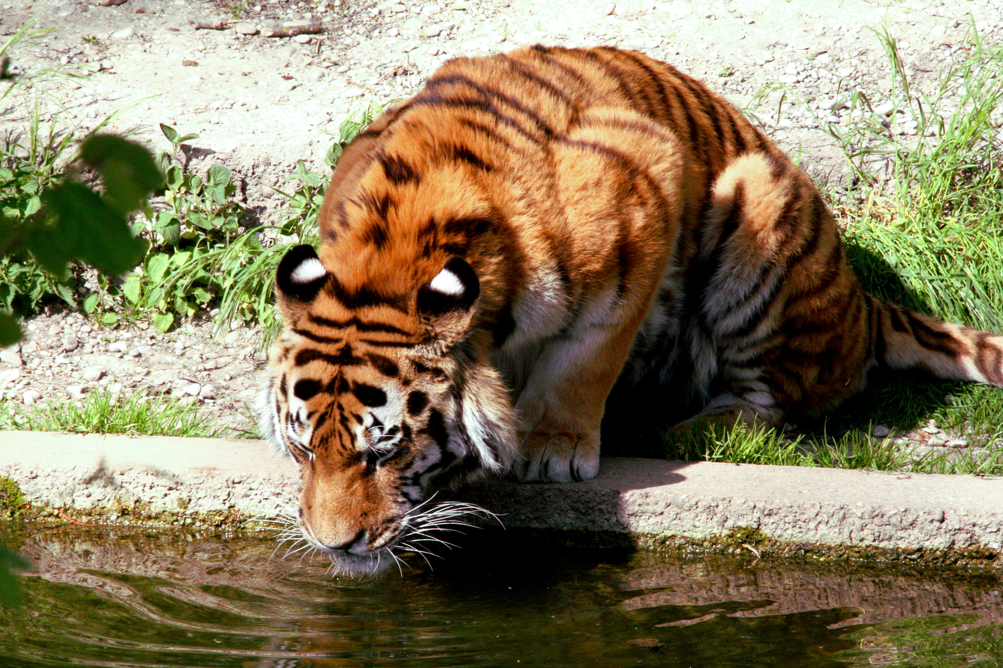 Sigma 18-200mm f/3.5-6.3 DC OS sample photo. Drinking tiger photography