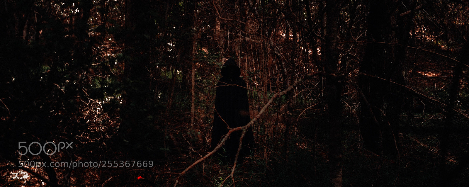 Canon EOS 700D (EOS Rebel T5i / EOS Kiss X7i) sample photo. Into the forest. photography