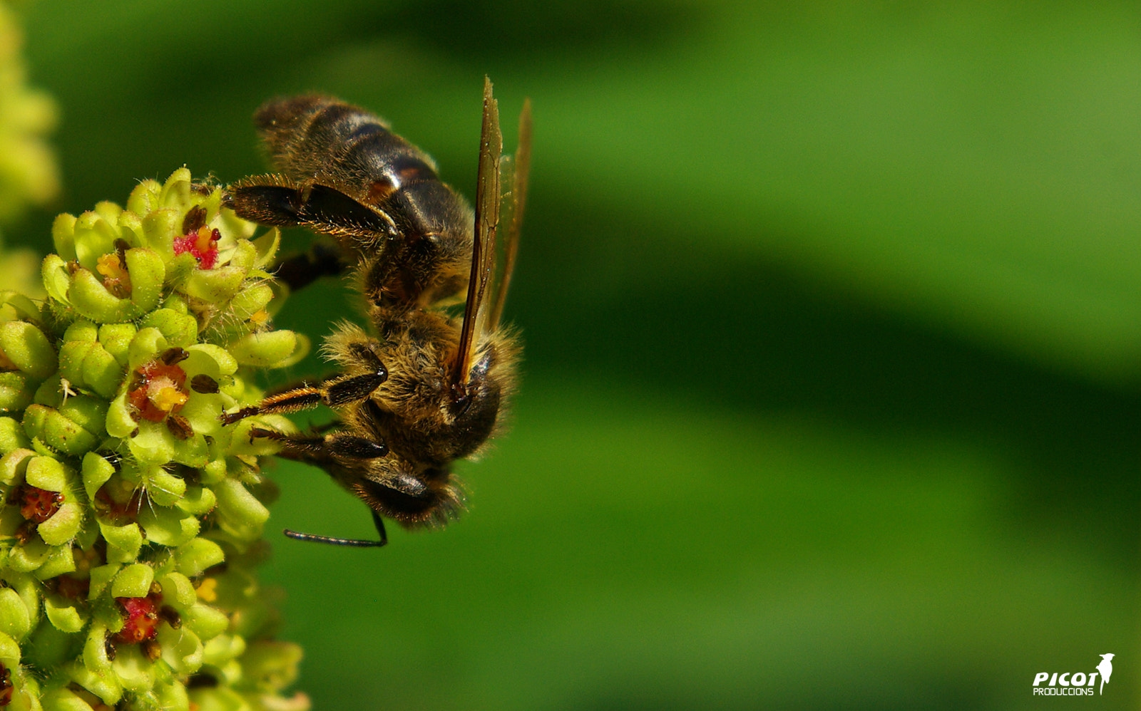 Pentax K10D sample photo. Maya. photography