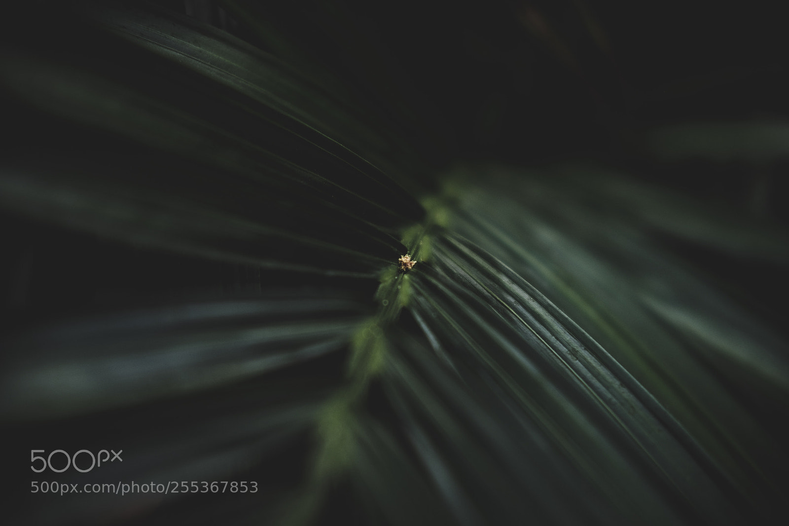 Fujifilm X-T1 sample photo. Botanical gardens - moody photography