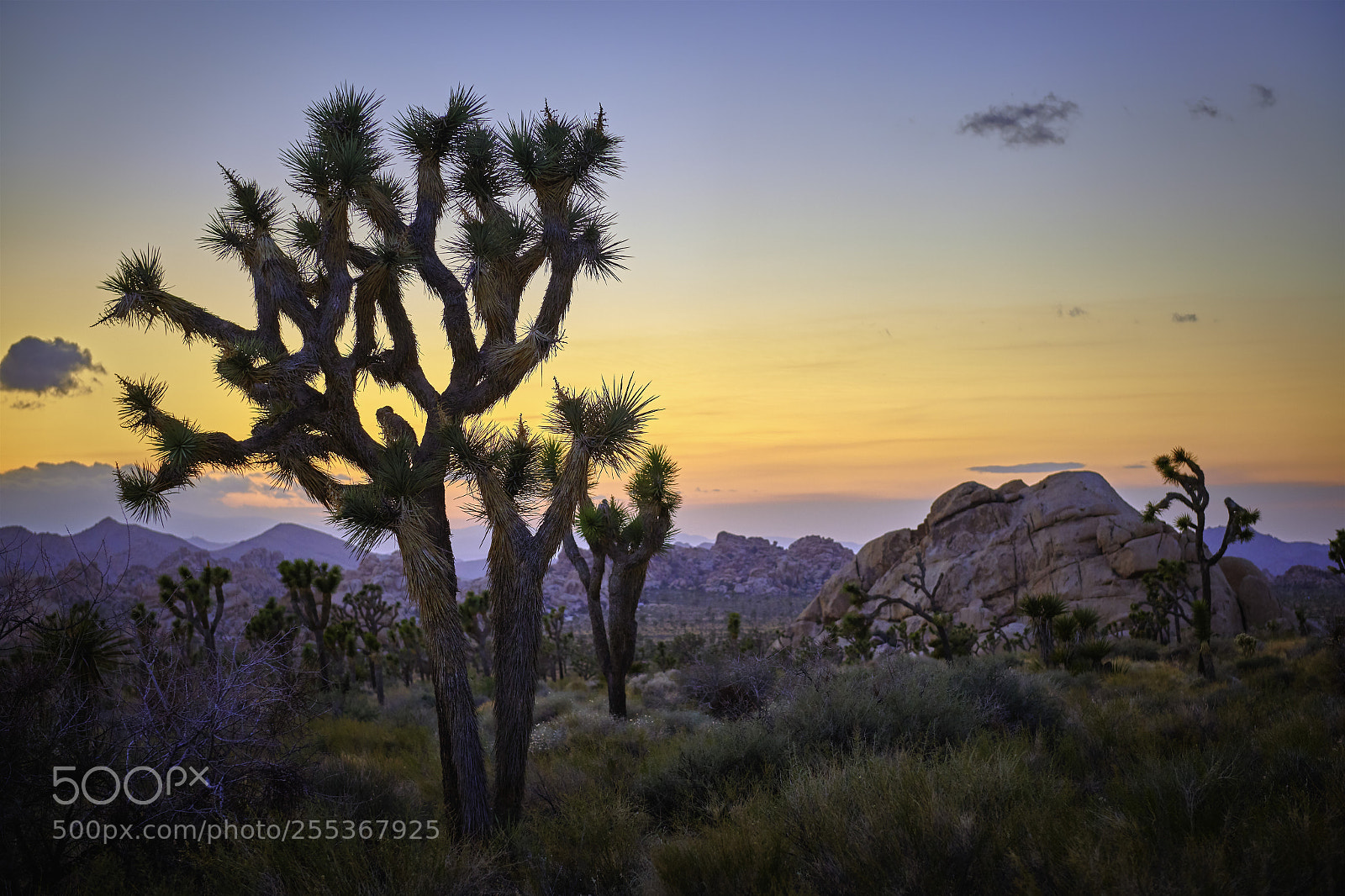 Nikon D850 sample photo. Joshua sunset photography
