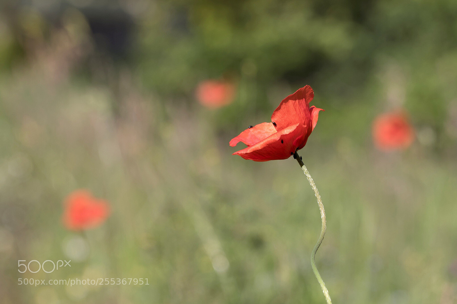 Canon EOS 7D Mark II sample photo. Poppy  photography