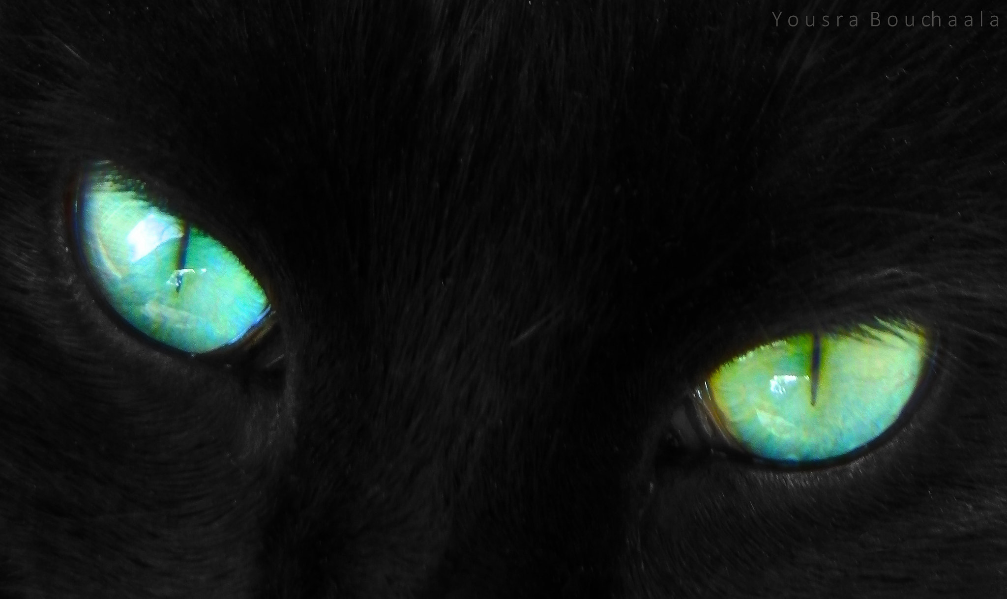 Olympus SZ-10 sample photo. Black cat photography
