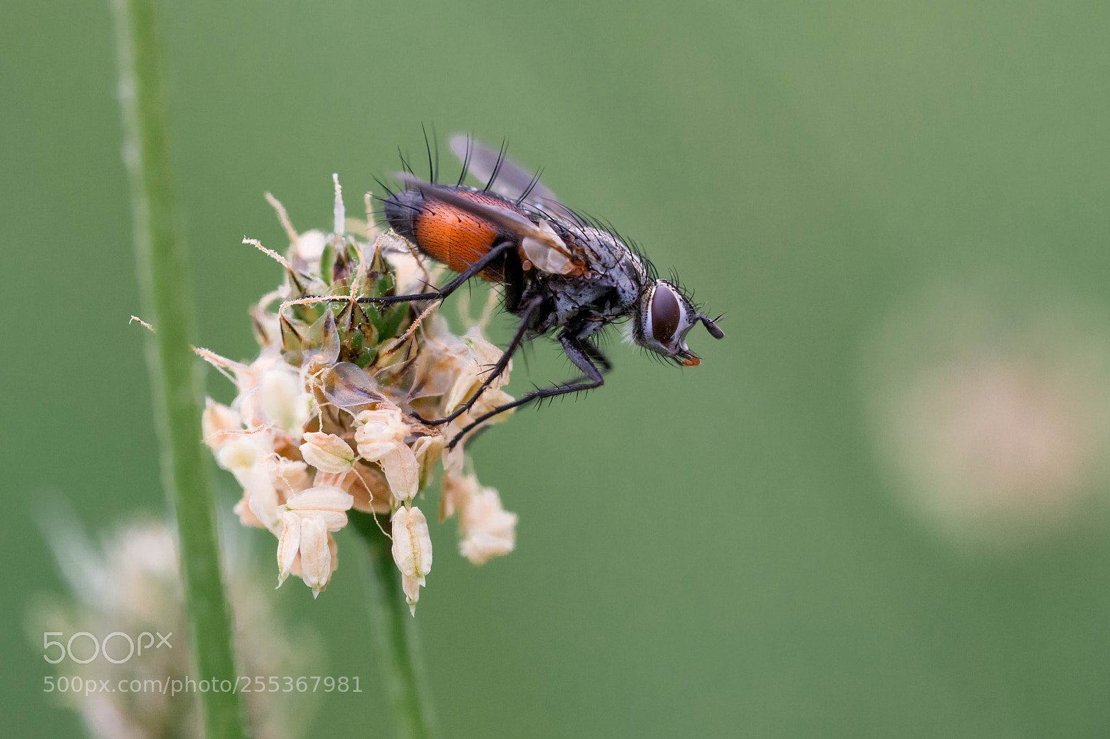 Olympus OM-D E-M10 II sample photo. Rotgefleckte raupenfliege (eriothrix rufomaculata) photography