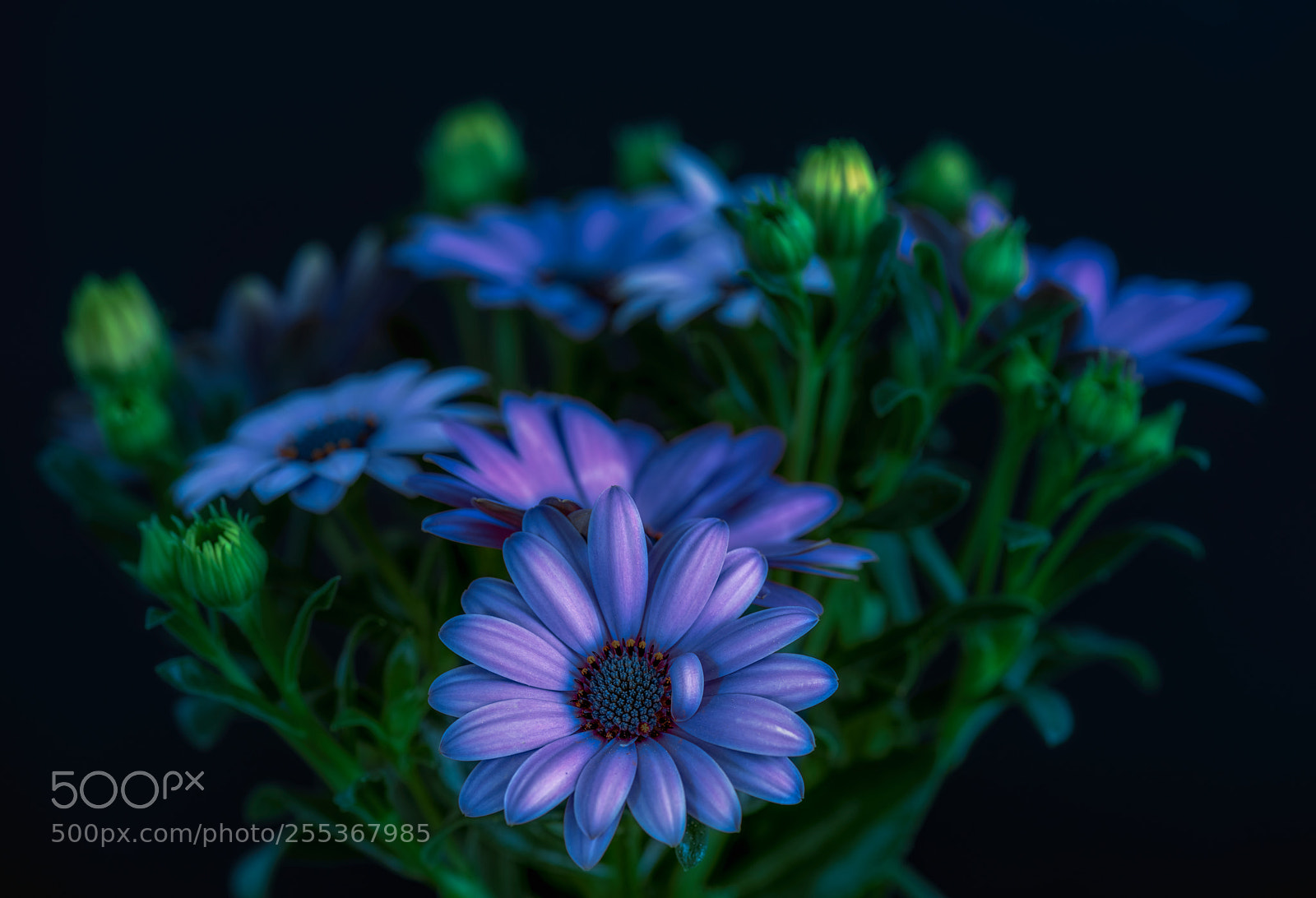 Nikon D810 sample photo. Cape daisy 02 photography
