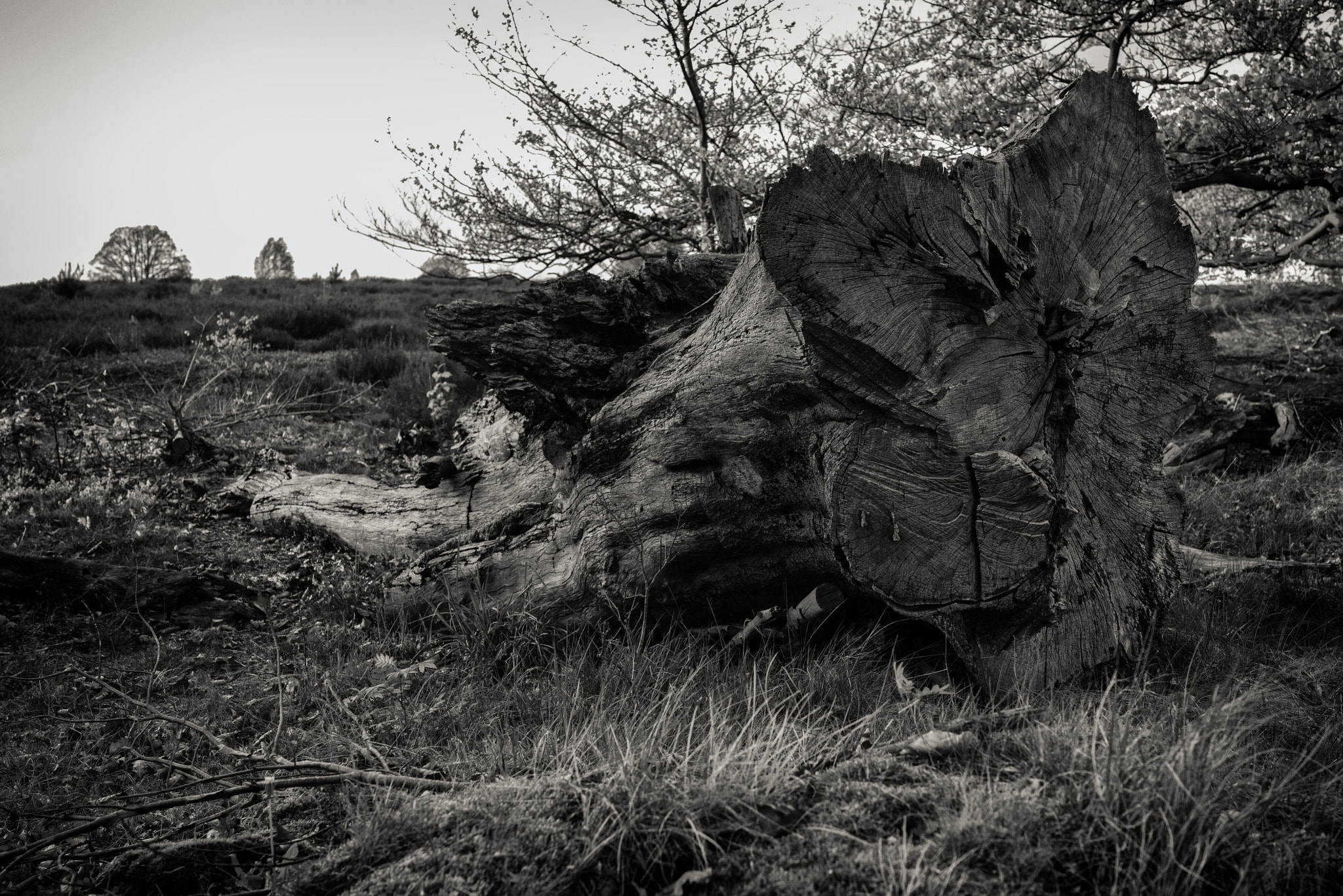 Sony Cyber-shot DSC-RX1R II sample photo. Dutch landscape photography