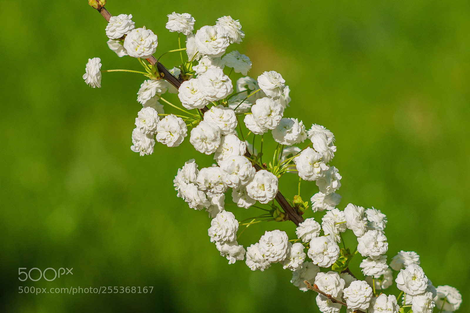 Sony a7 II sample photo. Dsc photography