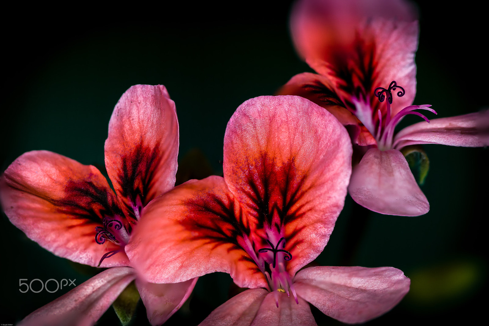 Samsung NX20 sample photo. Red in focus photography