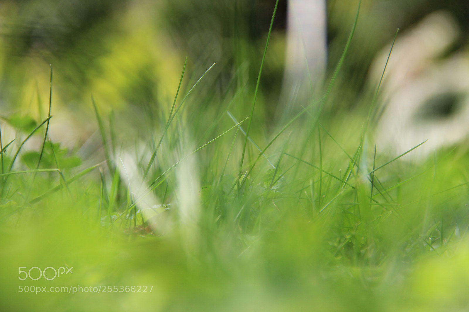 Canon EF-S 18-135mm F3.5-5.6 IS sample photo. The green of art photography