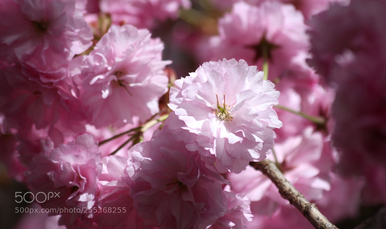 Canon EOS 5D Mark II sample photo. ⎯⎯⎯✿⎯ photography
