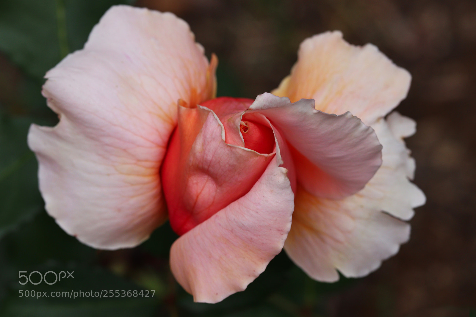 Canon EOS 77D (EOS 9000D / EOS 770D) sample photo. First rose of the photography