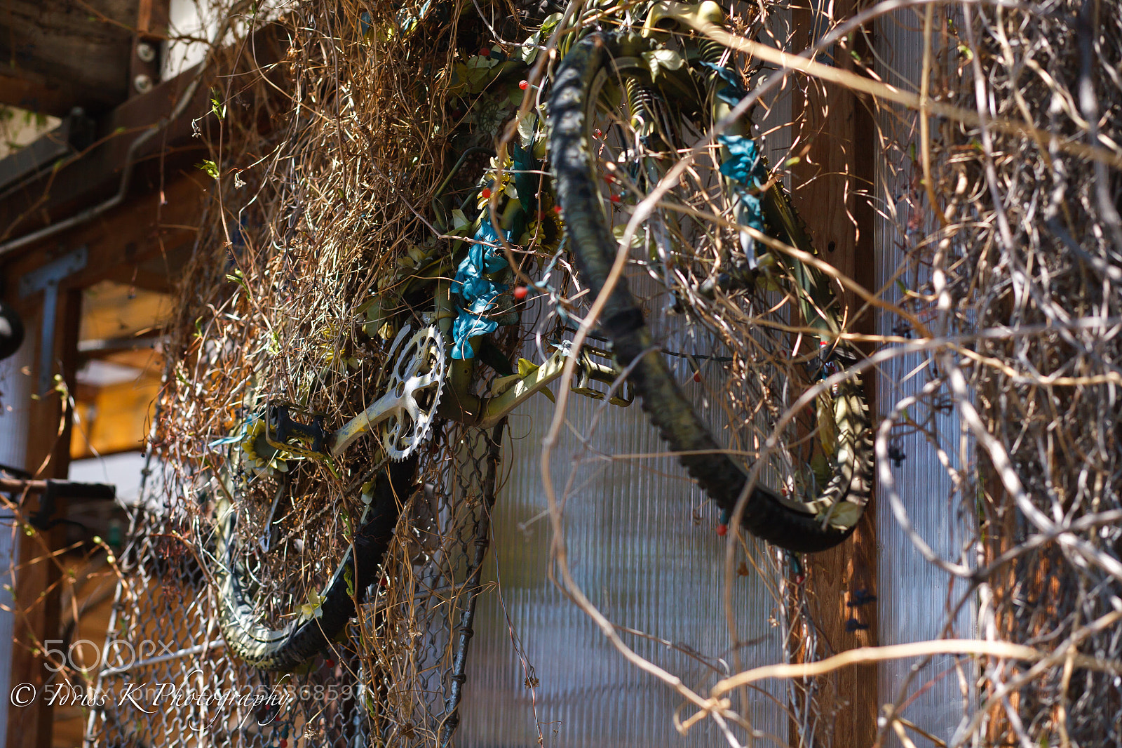 Canon EOS 5D sample photo. Bicycle tree photography