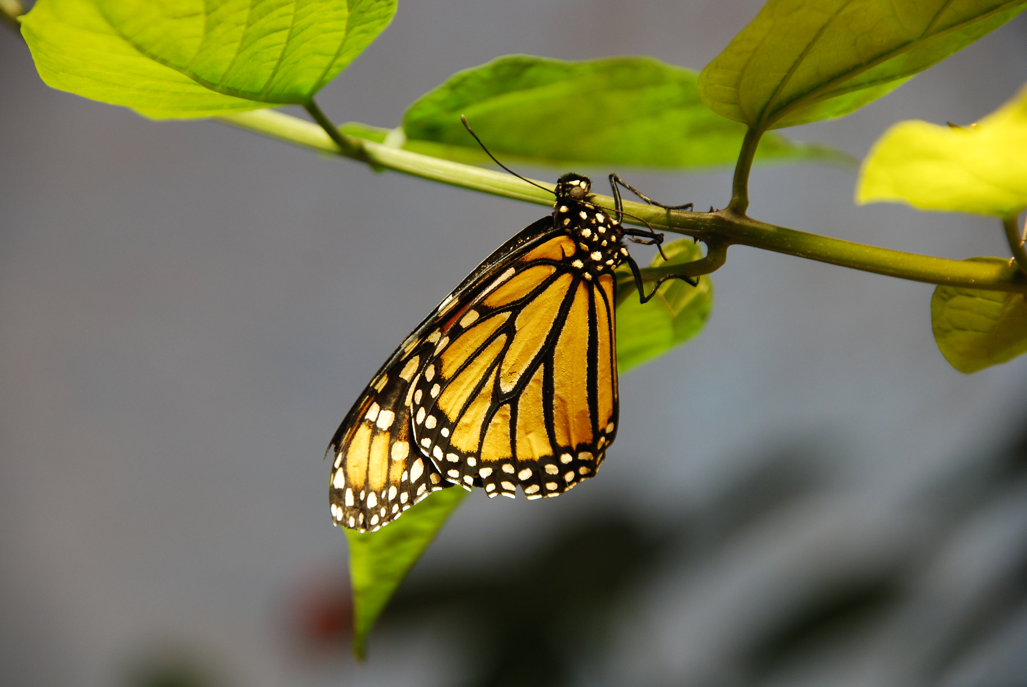 Nikon D80 + Sigma 18-200mm F3.5-6.3 DC sample photo. Hanging on photography