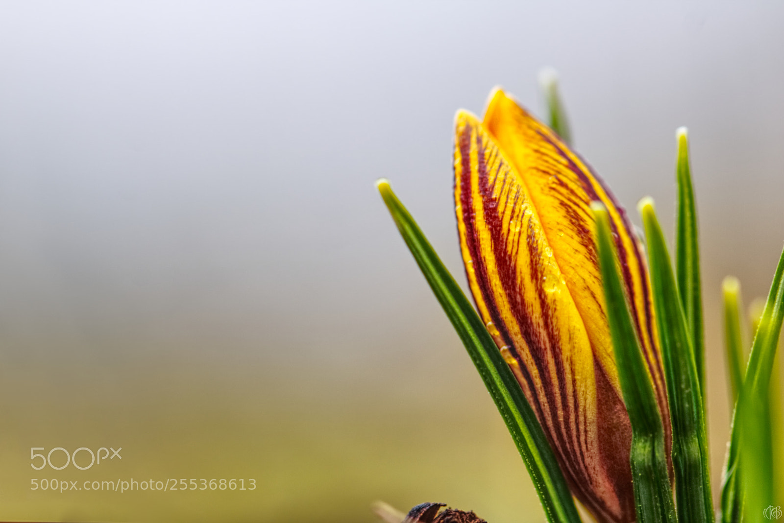 Canon EOS 750D (EOS Rebel T6i / EOS Kiss X8i) sample photo. Crocus chrysanthus 'dorothy' photography
