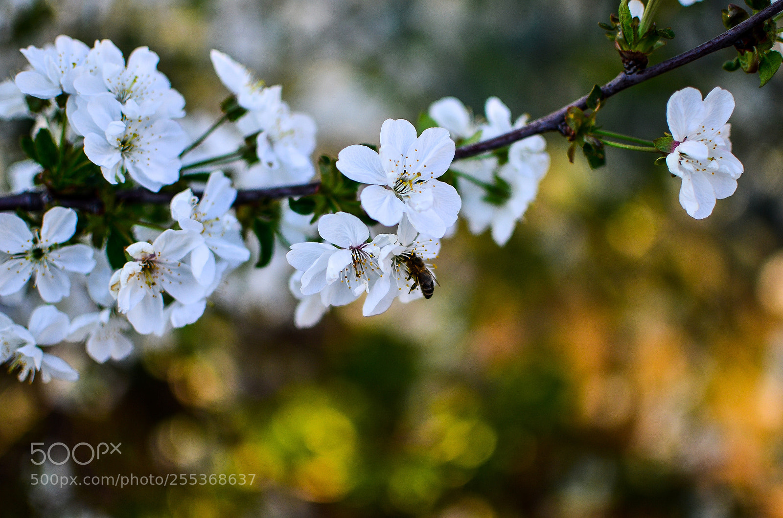 Nikon D7000 sample photo. Untitled photography