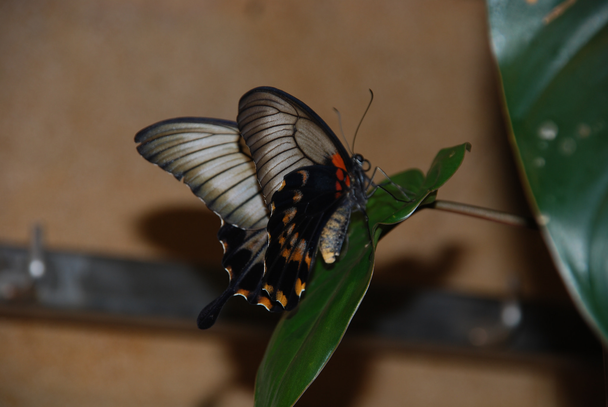 Nikon D80 + Sigma 18-200mm F3.5-6.3 DC sample photo. Butterfly on leaf photography
