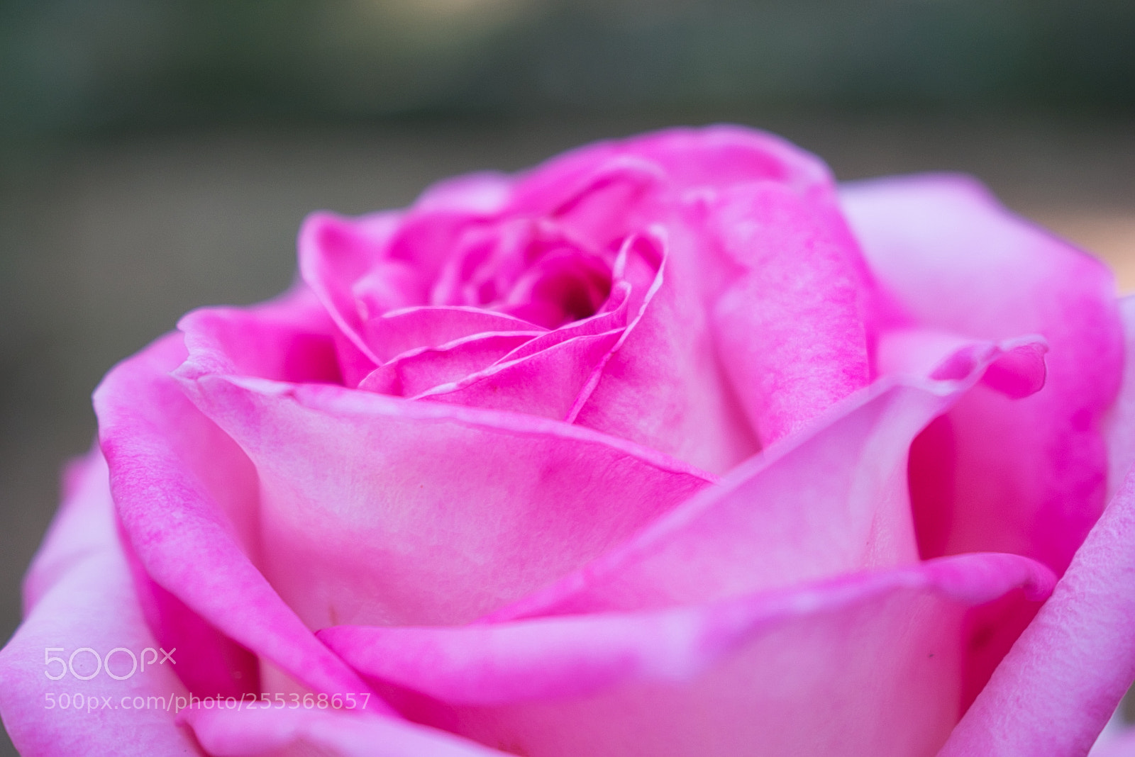 Nikon D5600 sample photo. Pretty in pink photography