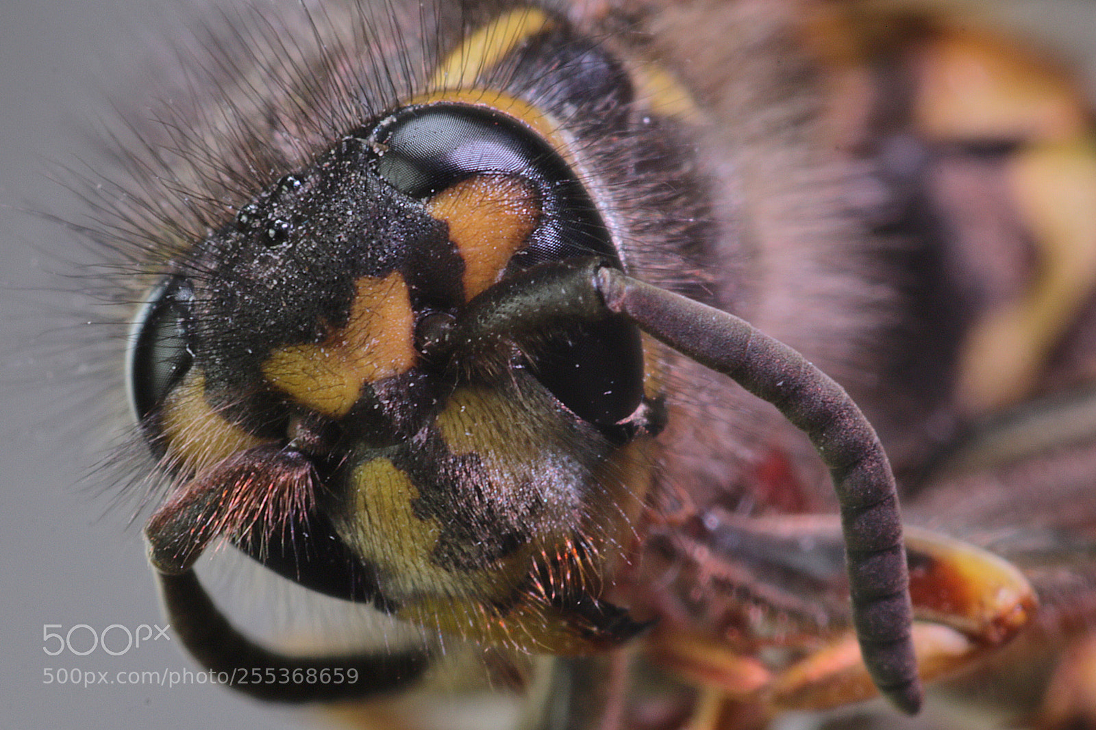 Canon EOS 760D (EOS Rebel T6s / EOS 8000D) sample photo. Extreem macro photography