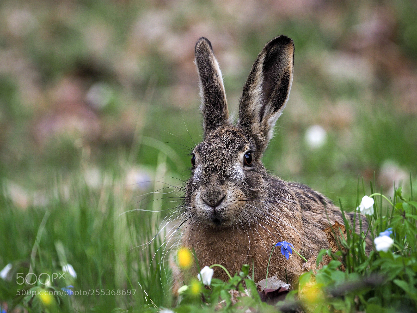 Olympus OM-D E-M1 Mark II sample photo. Hare in the grass photography