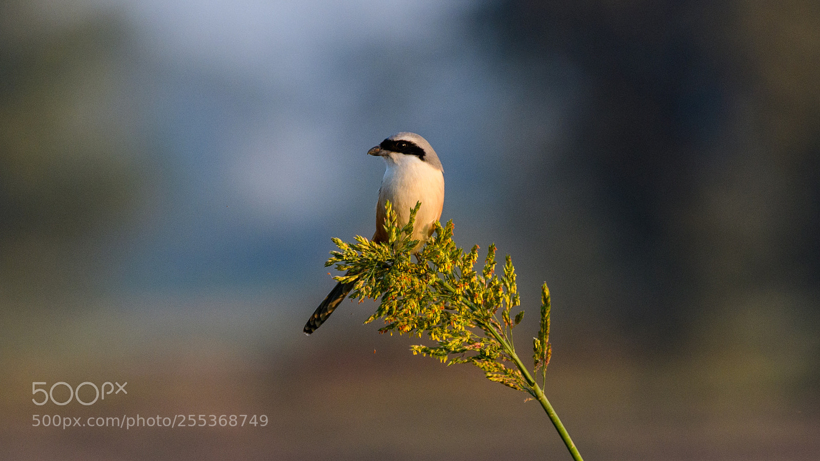Nikon D500 sample photo. Long-tailed shrike photography