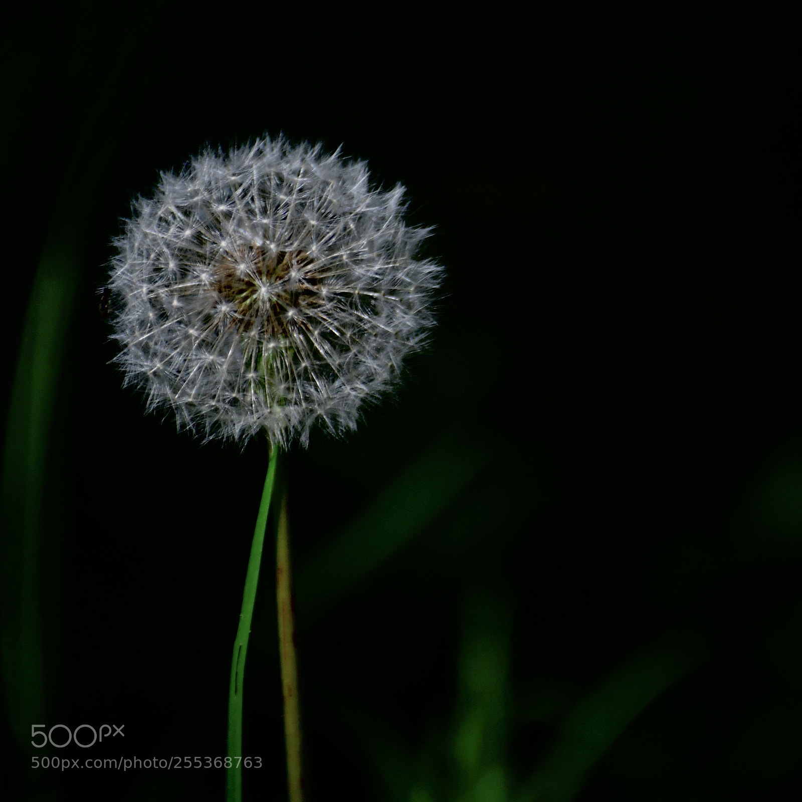 Nikon D850 sample photo. ...simply spring  photography