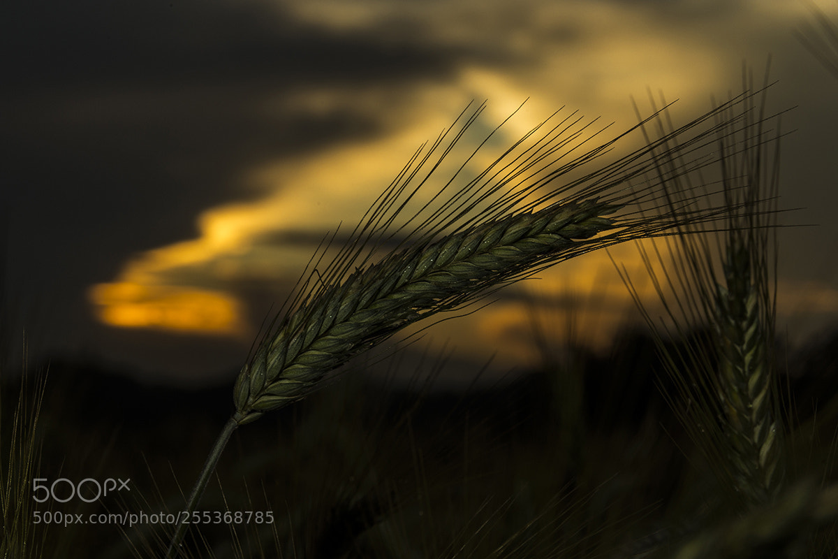 Canon EOS 6D sample photo. Twilight on the wheat photography