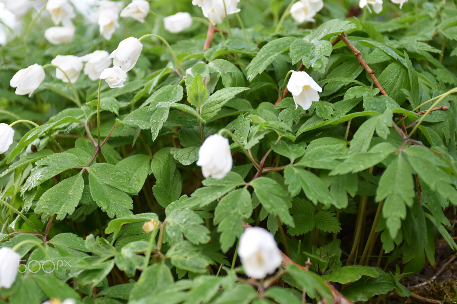 Nikon D5500 sample photo. Misty morning flowers photography