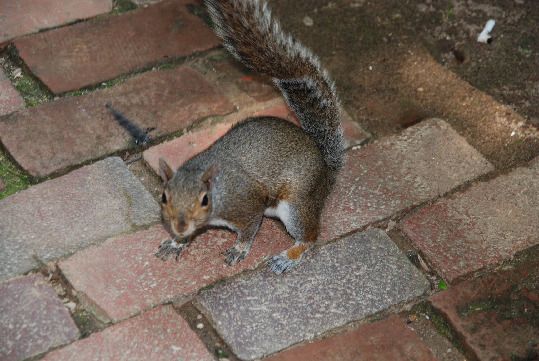 Nikon D80 + Sigma 18-200mm F3.5-6.3 DC sample photo. Got a nut? photography