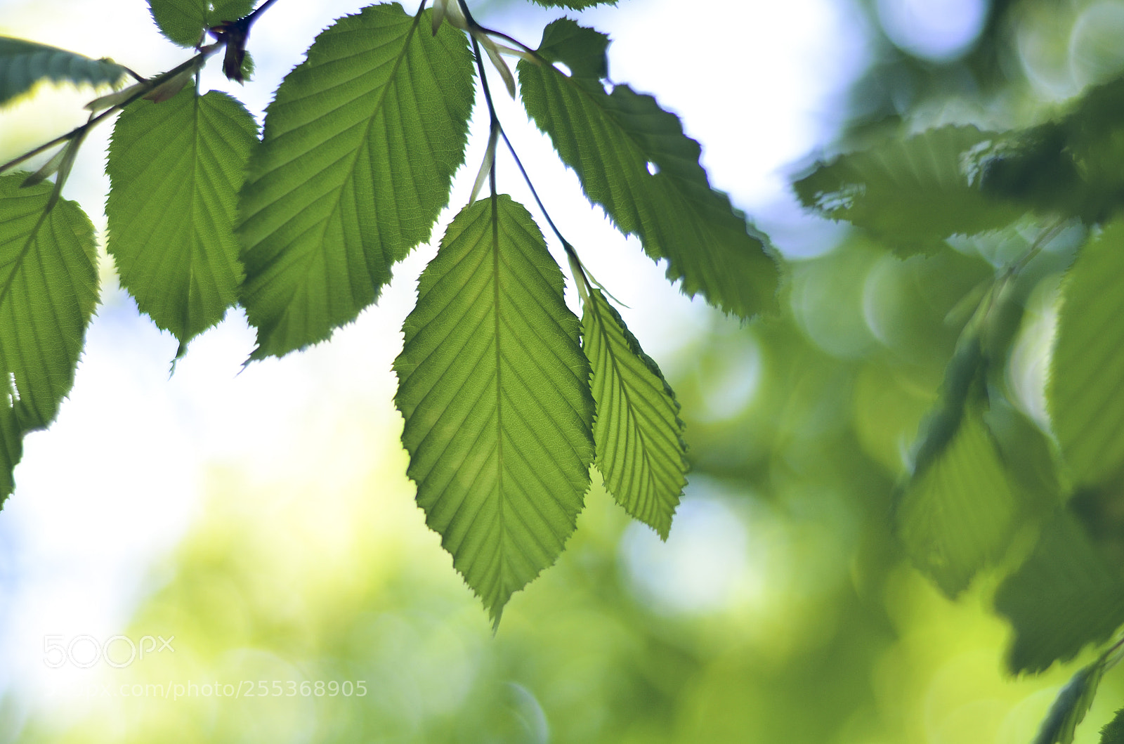 Nikon D7000 sample photo. Leaves.jpg photography