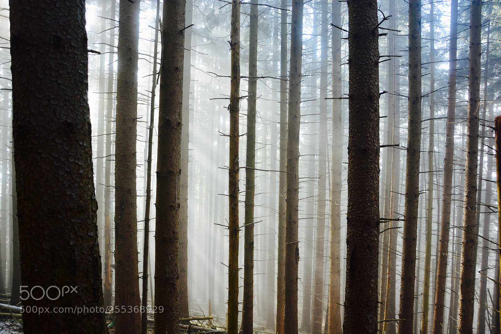 Nikon D7100 sample photo. Sun rays in the photography