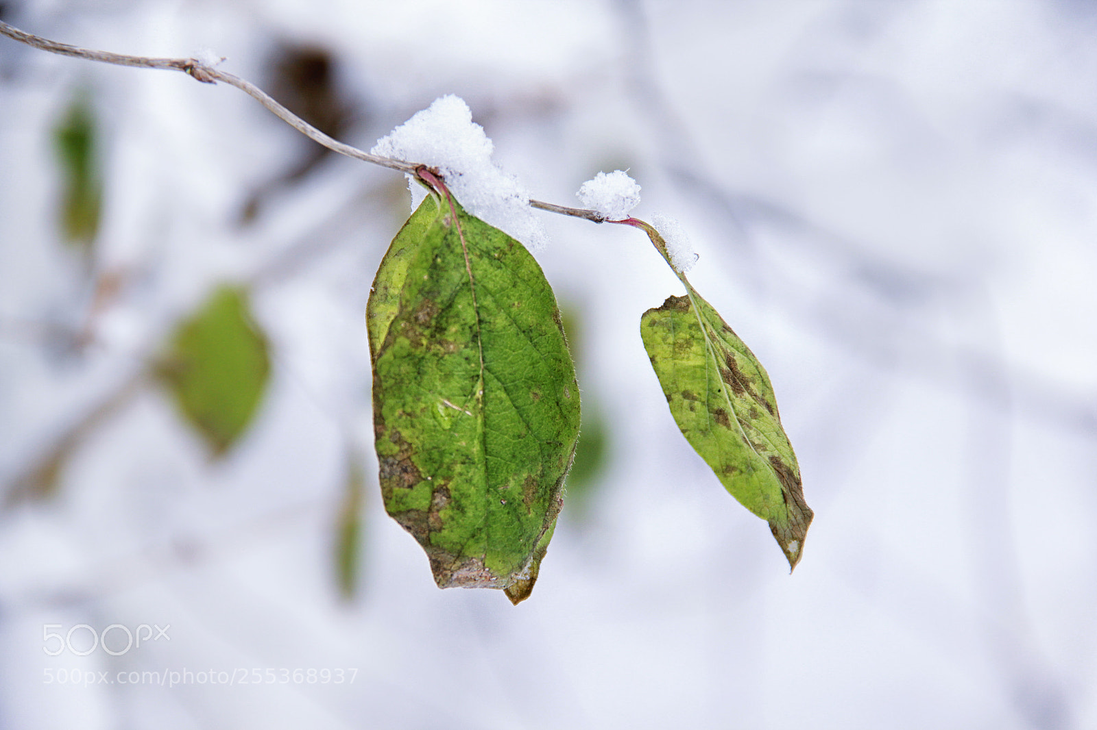 Canon EOS 60D sample photo. The beauty of winter photography